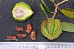 Garcinia gummi-gutta